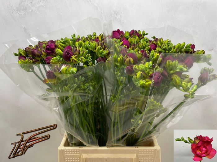 <h4>FR DU EXPRESSION</h4>