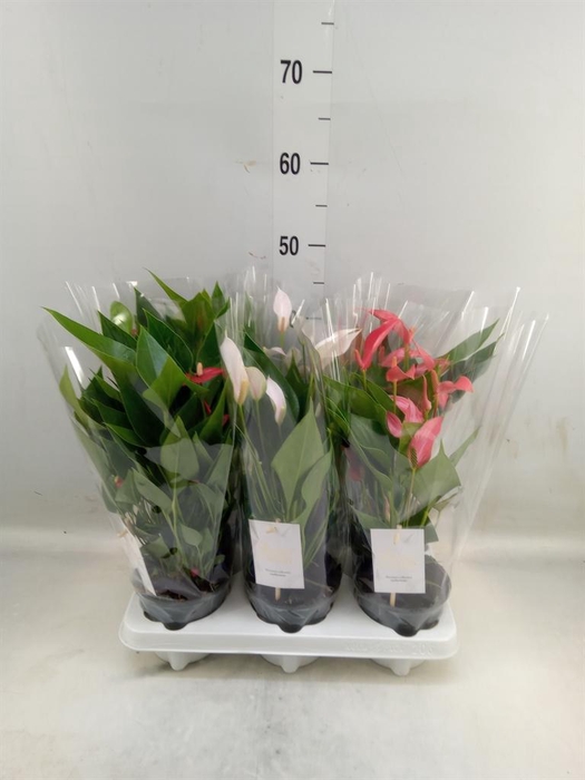 <h4>Anthurium andr.   ...mix  5</h4>