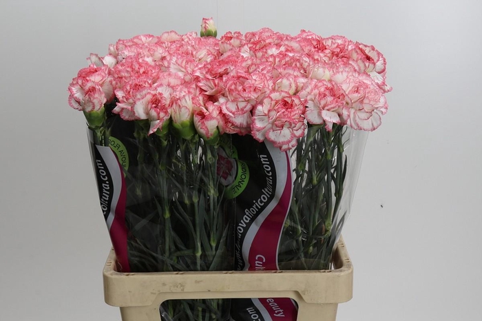 <h4>Dianthus St Poirot Bianco</h4>
