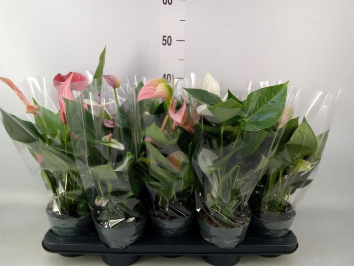 <h4>Anthurium   ...mix</h4>