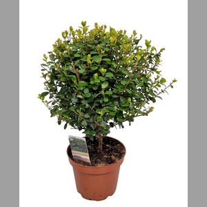 MYRSINE AFRICANA
