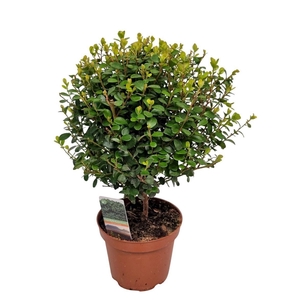 MYRSINE AFRICANA