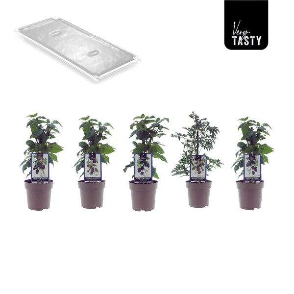 <h4>Blackberry Mix-Layer</h4>