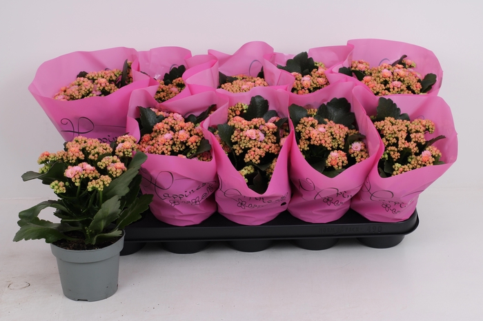 <h4>KAL GE AFRICAN JUNE</h4>