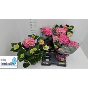 HYDR M SCHONE BAUTZN