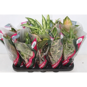 AGLAONEMA VARIADA P12