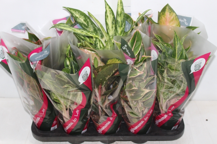 <h4>AGLAONEMA VARIADA P12</h4>