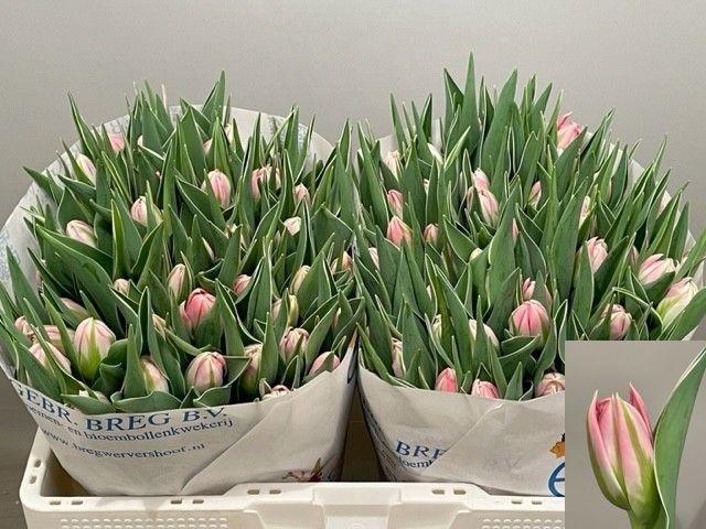 <h4>TU DU FLASH POINT</h4>