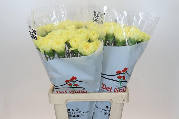 <h4>Dianthus St Diletta</h4>