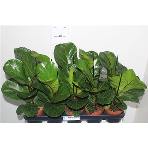 Ficus Lyrata Bambino