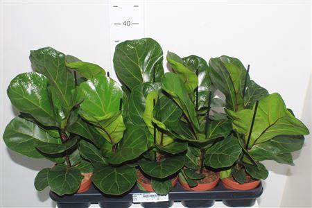 <h4>Ficus Lyrata Bambino</h4>