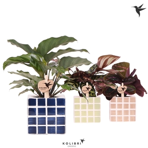 Kolibri Greens Calathea mix in Mosa pot blue mix