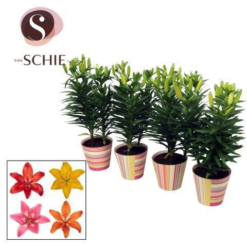 <h4>Aziaat Mix 13cm Potcover STRIPES</h4>