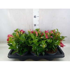 Mandevilla  'Sundavil Red'