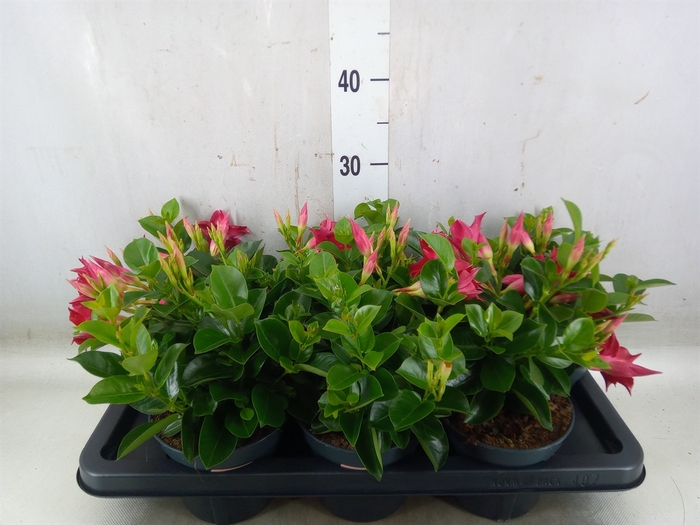 <h4>Mandevilla  'Sundavil Red'</h4>