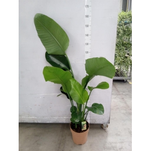 Strelitzia nicolai