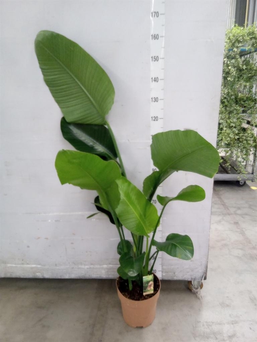 <h4>Strelitzia nicolai</h4>