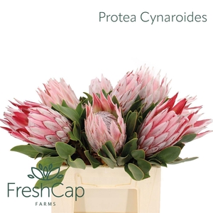 PROTEA CYNAROIDES