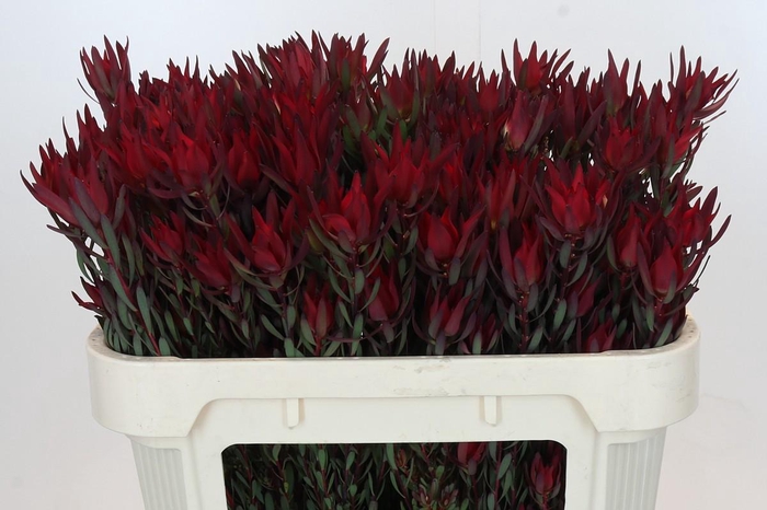 Leucadendron Blush Spray