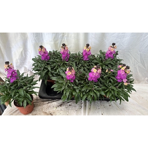 ERYS LEY PURPLE GLOW