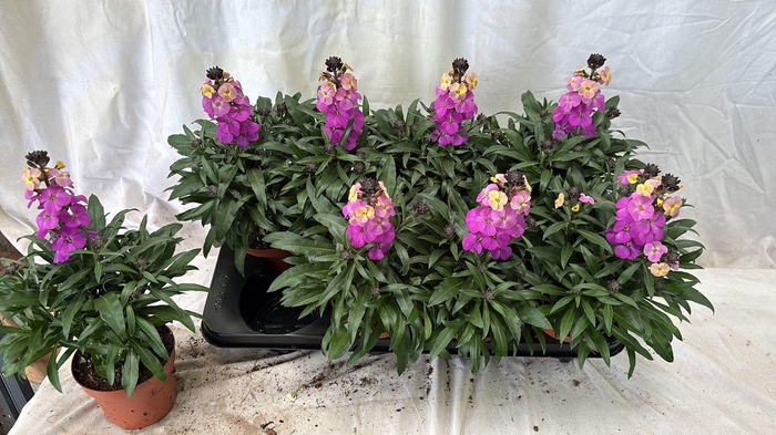 <h4>ERYS LEY PURPLE GLOW</h4>