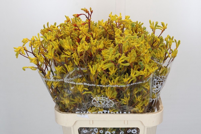 <h4>Kangaroo Paw Gold Fever Indoor</h4>