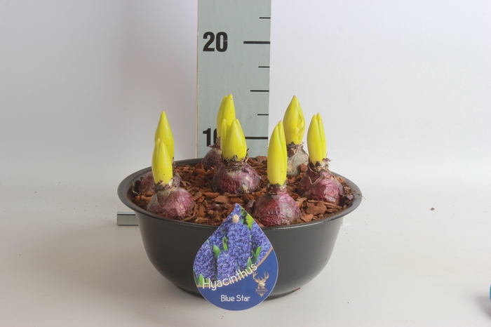 <h4>ARR HYACINTH</h4>