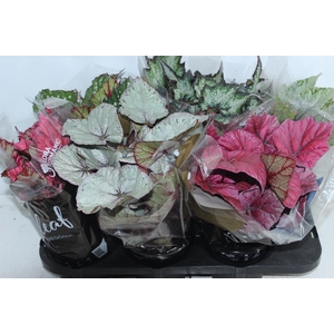 BEGONIA BELEAF P15 PO