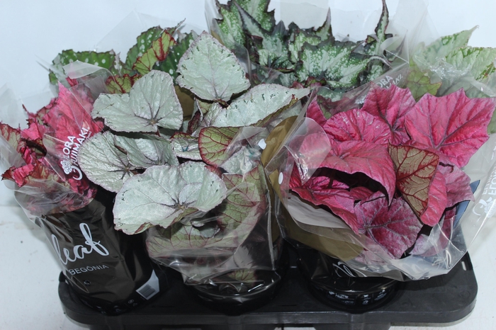 <h4>BEGONIA BELEAF P15 PO</h4>