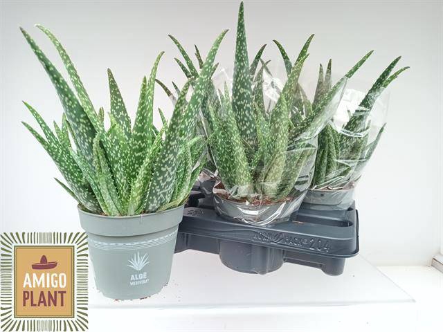 <h4>ALOE VERA</h4>