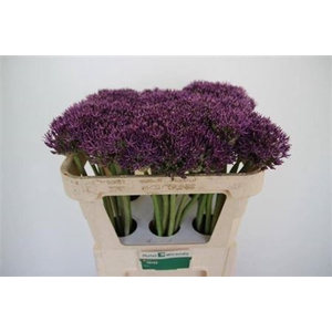 Allium Jackpot