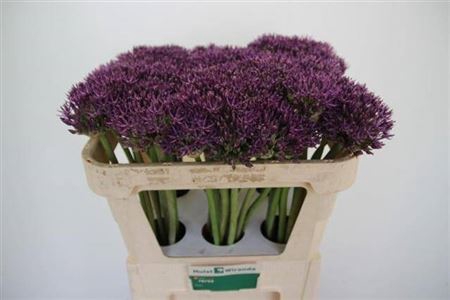 <h4>Allium Jackpot</h4>