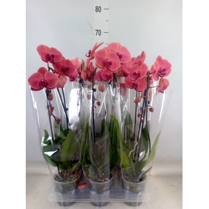 Phalaenopsis  'Elegant Cascade'