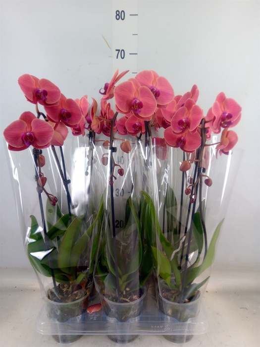 <h4>Phalaenopsis  'Elegant Cascade'</h4>