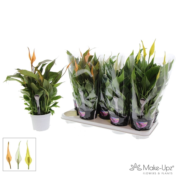 <h4>Spathiphyllum 13 cm Bellini Make Upz - Paasmix</h4>