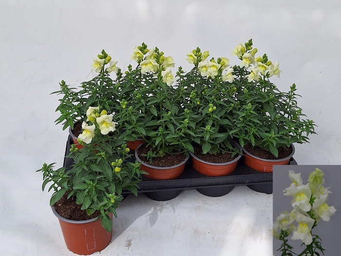 <h4>ANTIRR MA OV</h4>