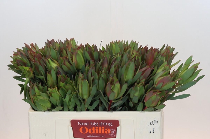 Leucadendron Highlight