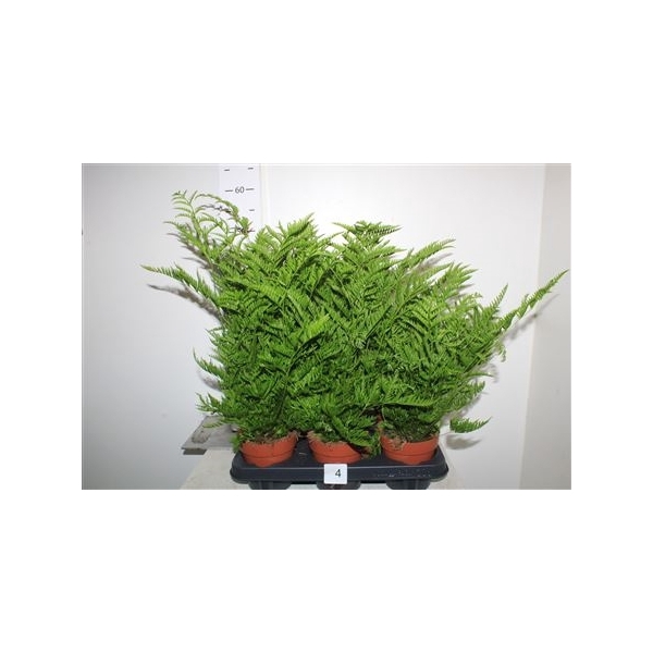 <h4>Pteris Straminea</h4>