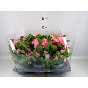Euphorbia milii   ...