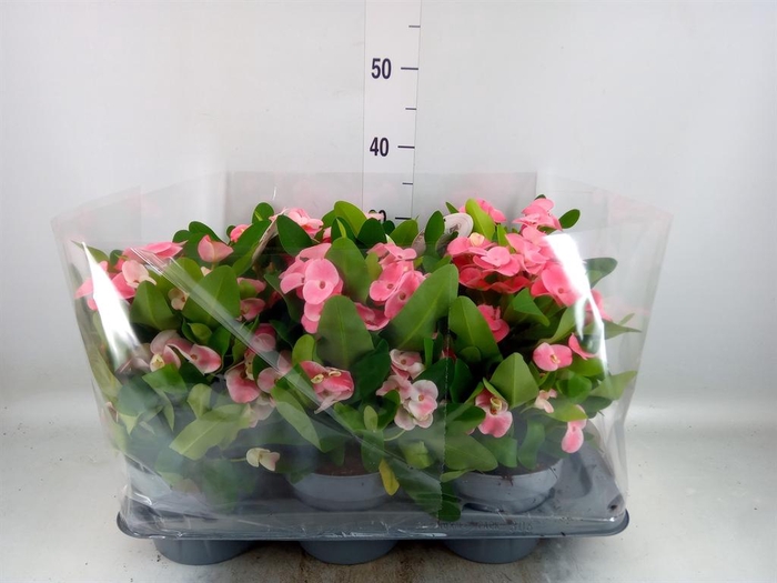 <h4>Euphorbia milii   ...</h4>