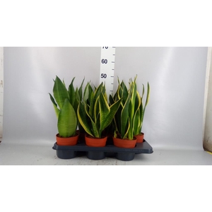 Sansevieria trifa.   ...
