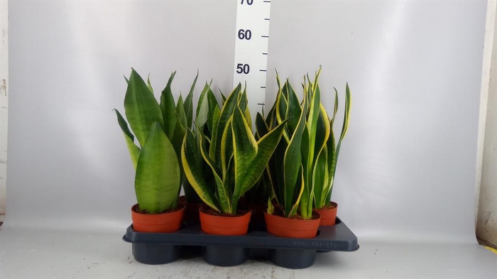 <h4>Sansevieria trifa.   ...</h4>