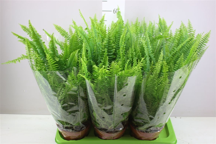 <h4>Nephrolepis Ex Green Lady</h4>