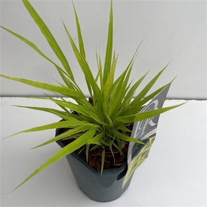 Hakonechloa macra 'Allgold'