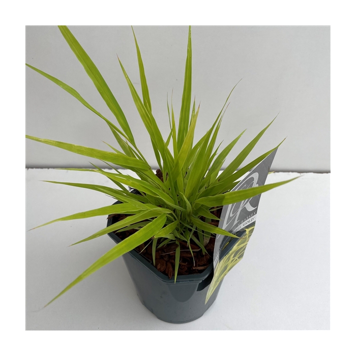 <h4>Hakonechloa macra 'Allgold'</h4>