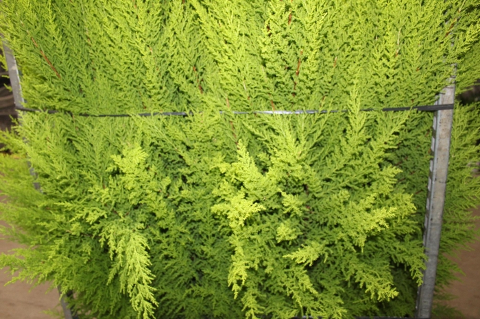 <h4>TUIA HOLANDESA P24</h4>