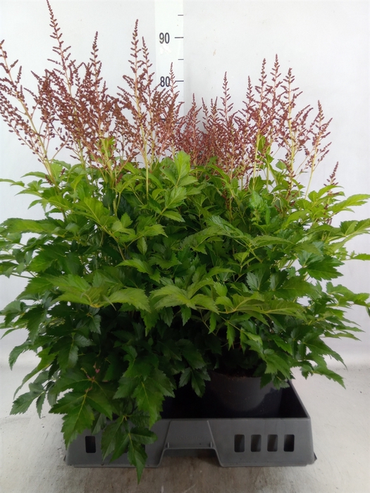 <h4>Astilbe japonica 'Henry Noblett'</h4>