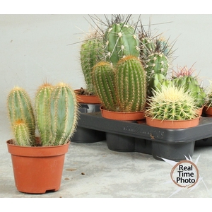 Cactus overig