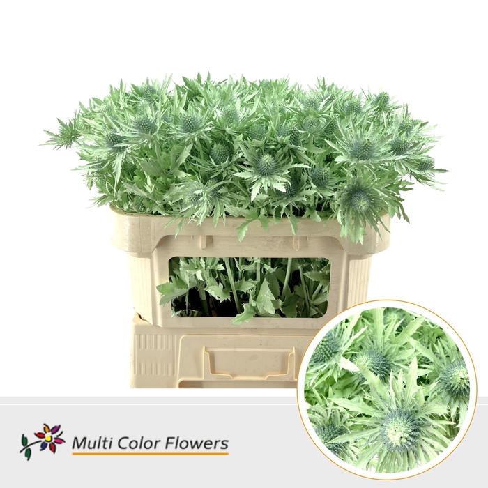 <h4>Eryngium Mint</h4>