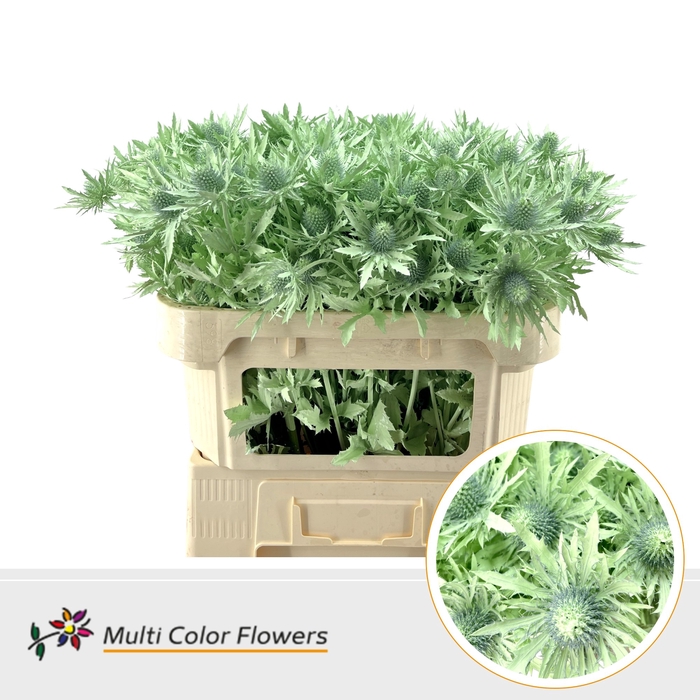<h4>Eryngium Mint</h4>